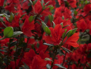 艳丽红杜鹃绽放