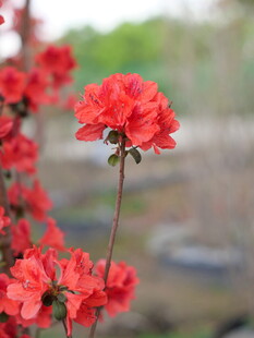 鲜艳红杜鹃绽放