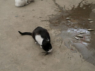 黑白猫嗅闻地面