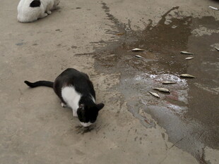 两只猫咪在地面觅食