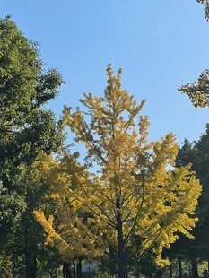 秋日金黄银杏