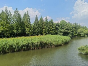 河畔葱郁树林与蜿蜒绿水