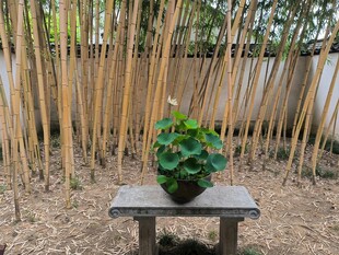 竹间石凳绿植景致