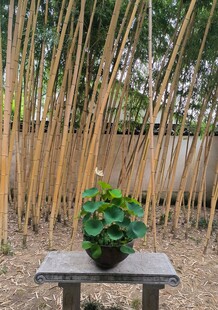 木凳上的绿植与竹林景致