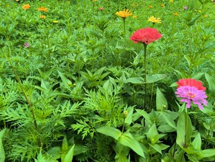 多彩花草点缀绿色草地