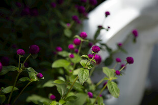 紫花绿叶植物特写