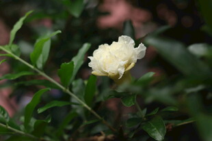 洁白石榴花