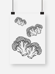 简约西兰花插画艺术图