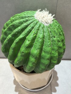 翠绿仿真仙人球盆栽