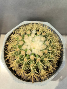 盆栽仙人球俯拍特写