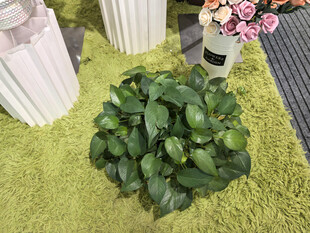 浅绿色毛绒地毯翠绿植物盆栽展示