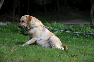 草地上坐着的拉布拉多犬