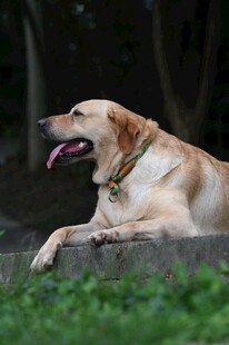 趴卧的拉布拉多犬