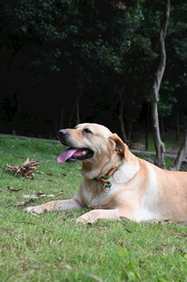 草地休憩的黄色拉布拉多犬