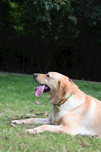 草地休憩的黄色拉布拉多犬