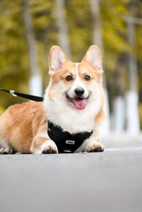 可爱柯基犬户外惬意模样