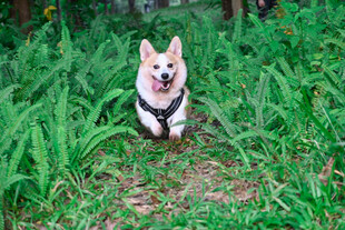 草地上的可爱柯基犬