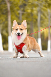 穿红背带的快乐柯基犬