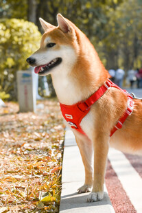 秋日里戴牵引绳的可爱柴犬