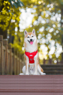 戴红围巾的可爱柴犬