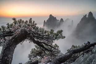 日出下的山间苍松美景