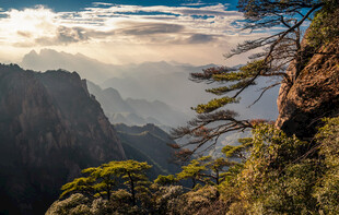 壮丽山景与奇松