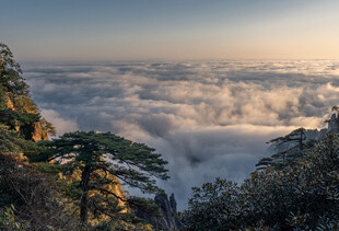 黄山云海中的奇松景观