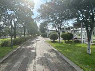 阳光照耀下的林荫道路