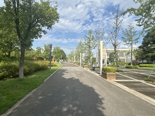 城市林荫道路风景