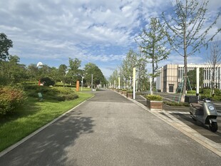 城市中宁静的林荫道路