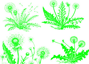 绿色蒲公英插画图案集
