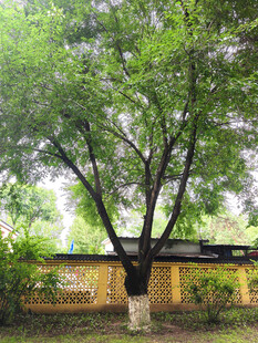 绿荫下的小屋与繁茂大树