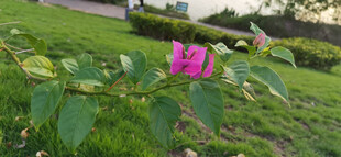 绿叶丛中绽放的粉花