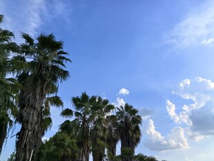 蓝天椰树风景图