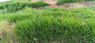 翠绿田野中的茂盛青草