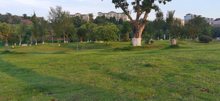 绿意盎然的开阔草地场景