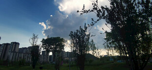 城市黄昏树木剪影景色