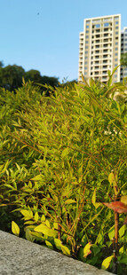 城市中葱郁的绿植景观