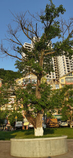城市中圆形花坛里的葱郁树木