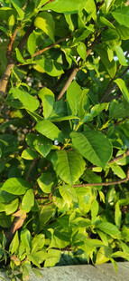 翠绿繁茂的栀子花枝叶