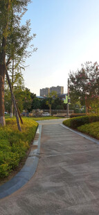 城市公园里的静谧林荫步道