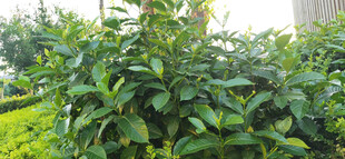 绿叶繁茂的栀子花树苗景观