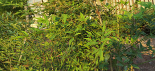 繁茂绿植景观