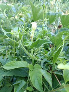 田间茂盛的绿色植株