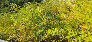 繁茂绿植景观