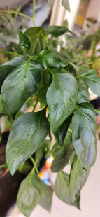 翠绿生机盆栽辣椒叶片
