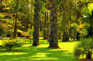 阳光照耀下的葱郁树林