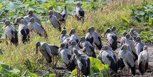 湿地群鸟栖息场景