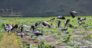 湿地群鸟栖息场景