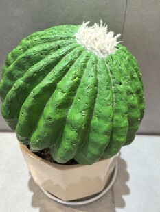 圆滚滚仿真仙人球盆栽